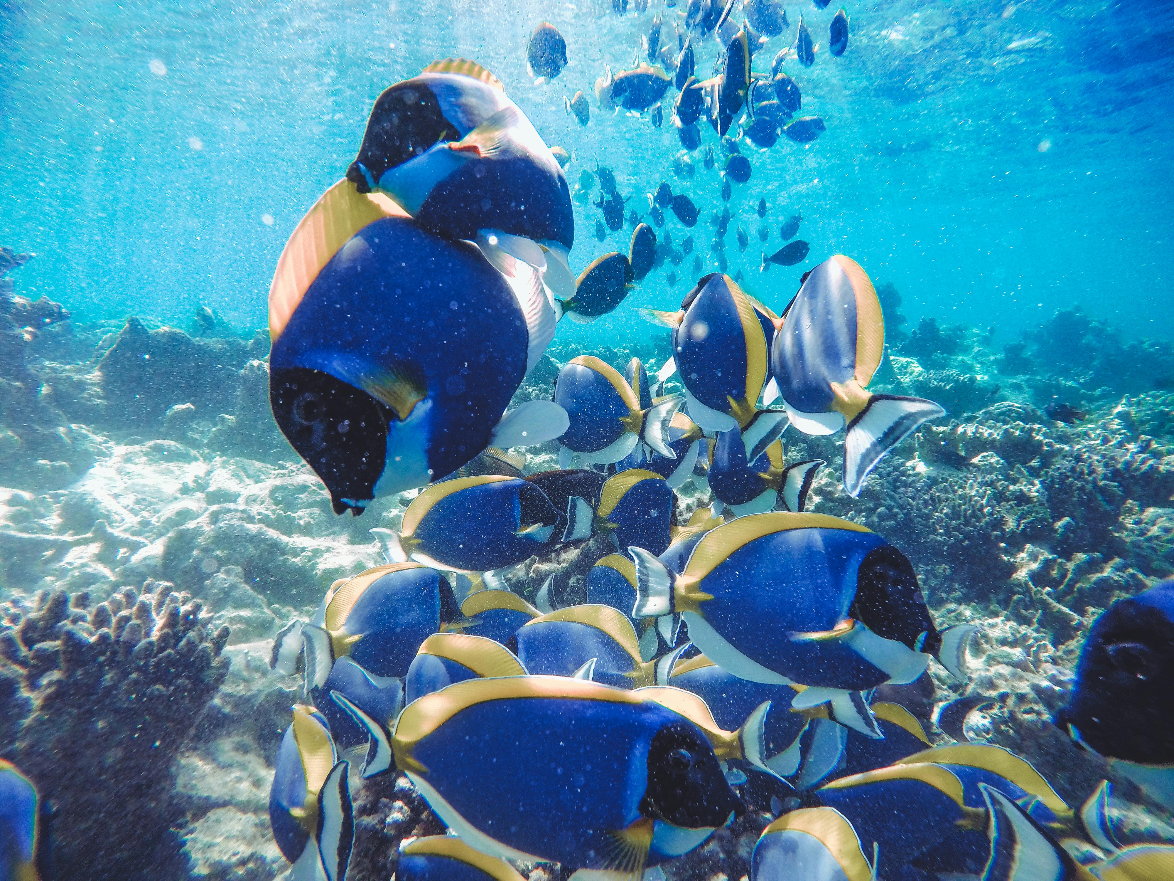 Maldives Diving Paradise